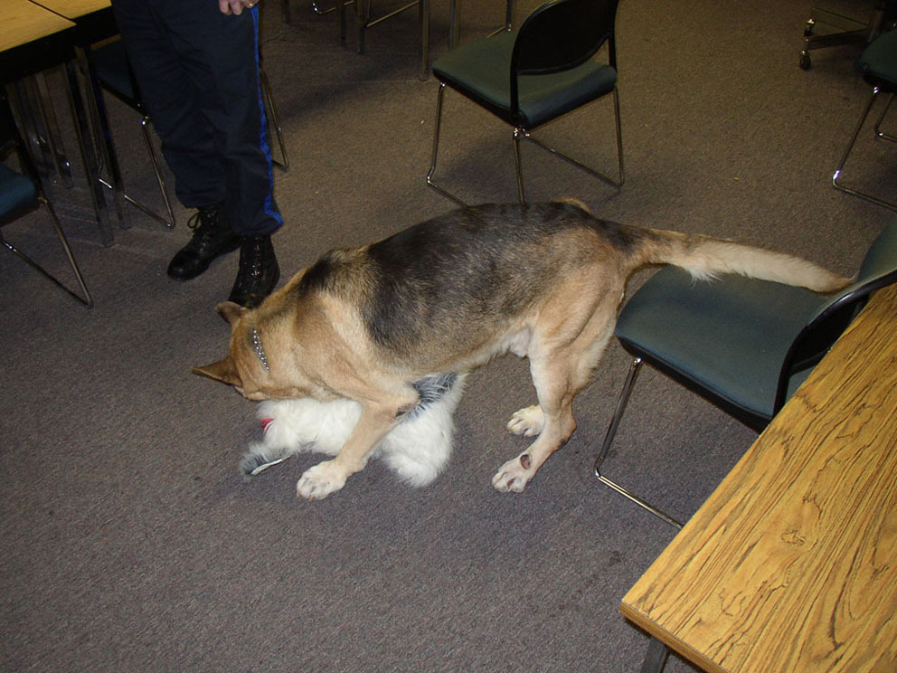 k-9_1